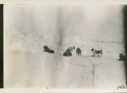 Image of Dogs at rest at edge of rough ice near Amadjuak